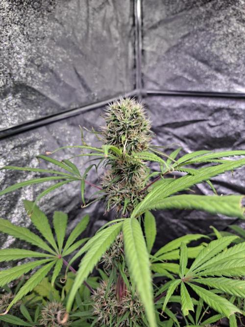 Nigerian Sativa #2 - Love of Landrace. Week 16
