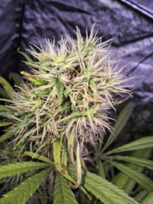 Nigerian Sativa #2 - Love of Landrace. Week 16