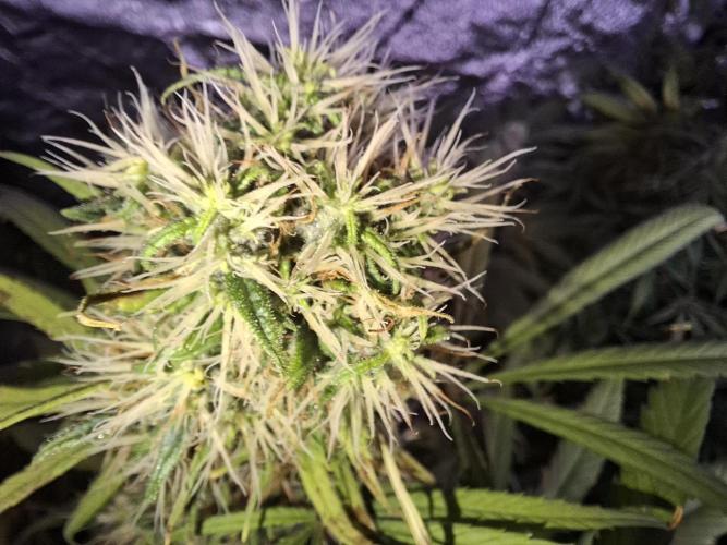 Nigerian Sativa #2 - Love of Landrace. Week 16