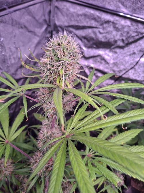 Nigerian Sativa #2 - Love of Landrace. Week 16