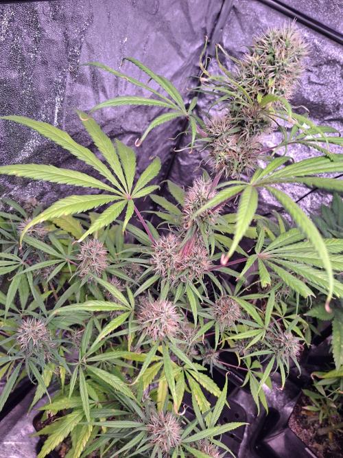 Nigerian Sativa #2 - Love of Landrace. Week 16