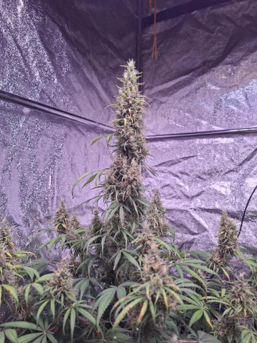 80s Durban Poison - Love of Landrace. Week 16