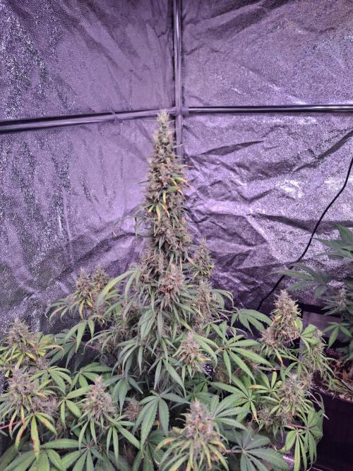 80s Durban Poison - Love of Landrace. Week 16