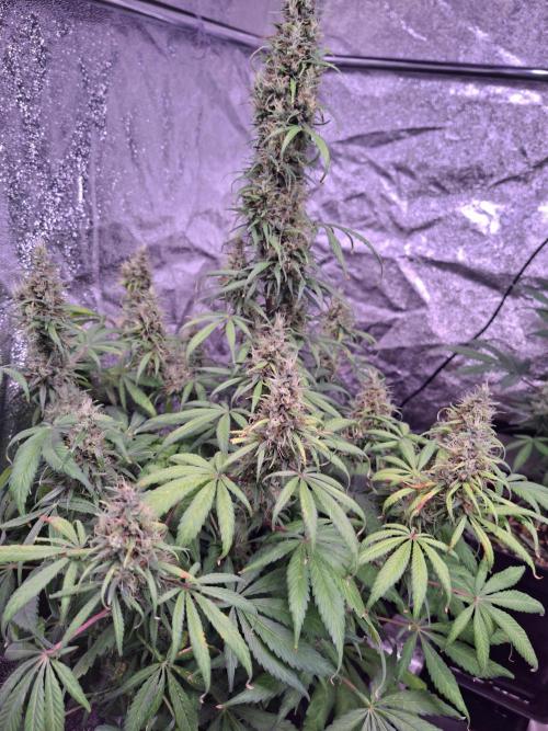 80s Durban Poison - Love of Landrace. Week 16