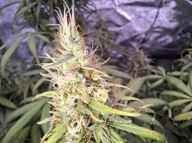 80s Durban Poison - Love of Landrace. Week 16