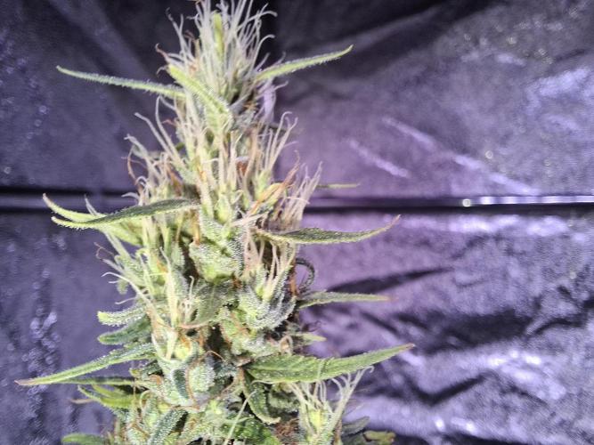 80s Durban Poison - Love of Landrace. Week 16
