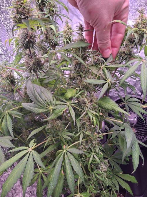 80s Durban Poison - Love of Landrace. Week 16