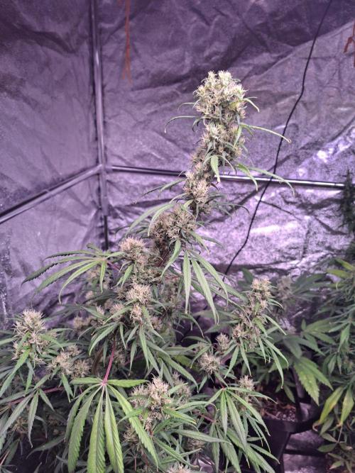 Ivory Coast Landrace - Love of Landrace. Week 14