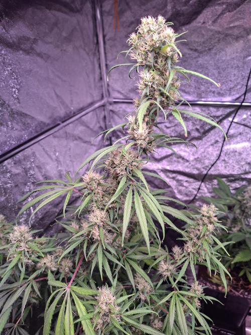 Ivory Coast Landrace - Love of Landrace. Week 14