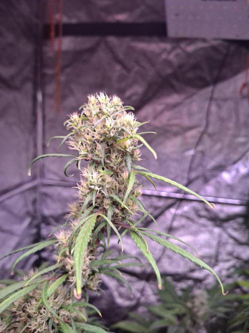 Ivory Coast Landrace - Love of Landrace. Week 14