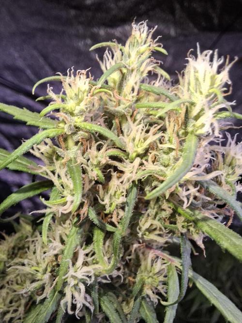 Ivory Coast Landrace - Love of Landrace. Week 14
