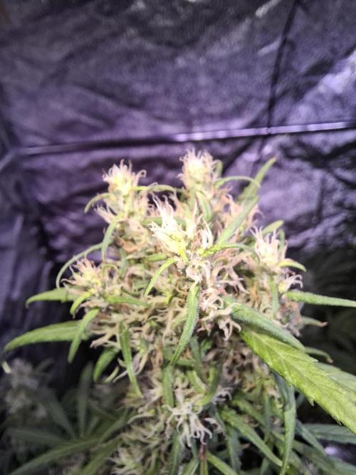 Ivory Coast Landrace - Love of Landrace. Week 14