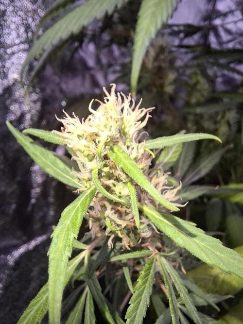 Ivory Coast Landrace - Love of Landrace. Week 14
