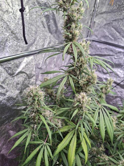Ivory Coast Landrace - Love of Landrace. Week 15