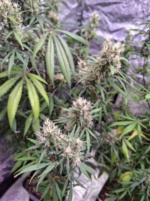Ivory Coast Landrace - Love of Landrace. Week 15