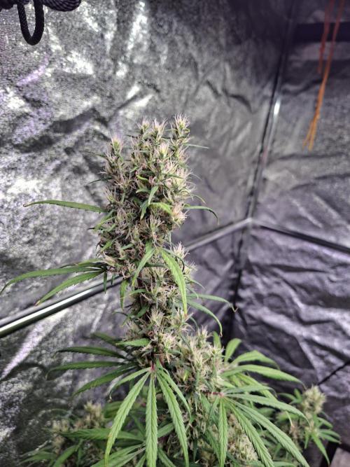 Ivory Coast Landrace - Love of Landrace. Week 15