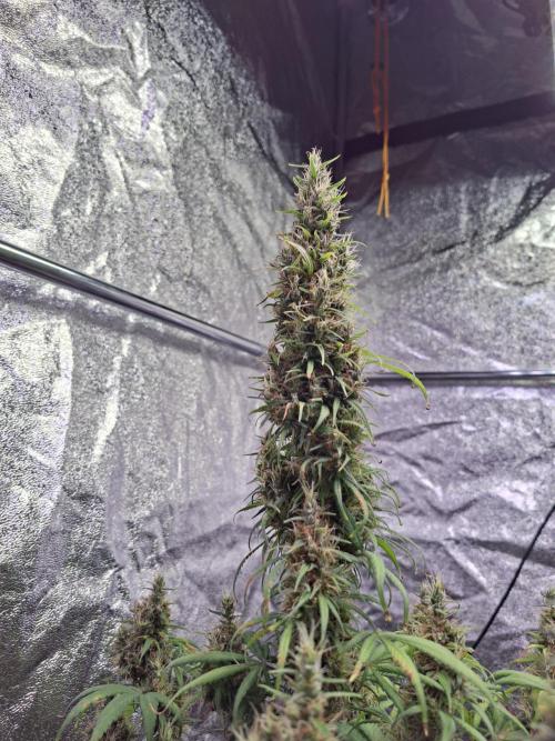 80s Durban Poison - Love of Landrace. Week 17