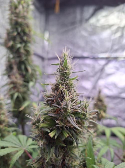 80s Durban Poison - Love of Landrace. Week 17