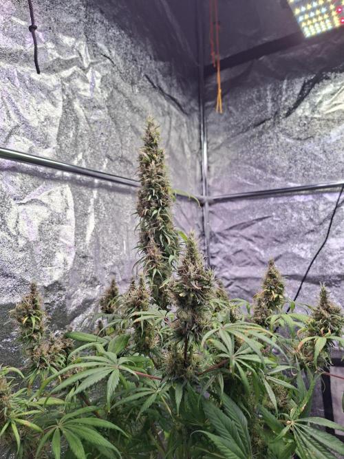 80s Durban Poison - Love of Landrace. Week 17