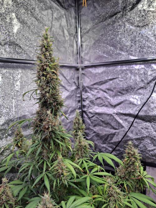 80s Durban Poison - Love of Landrace. Week 17