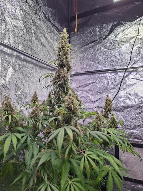 80s Durban Poison - Love of Landrace. Week 17