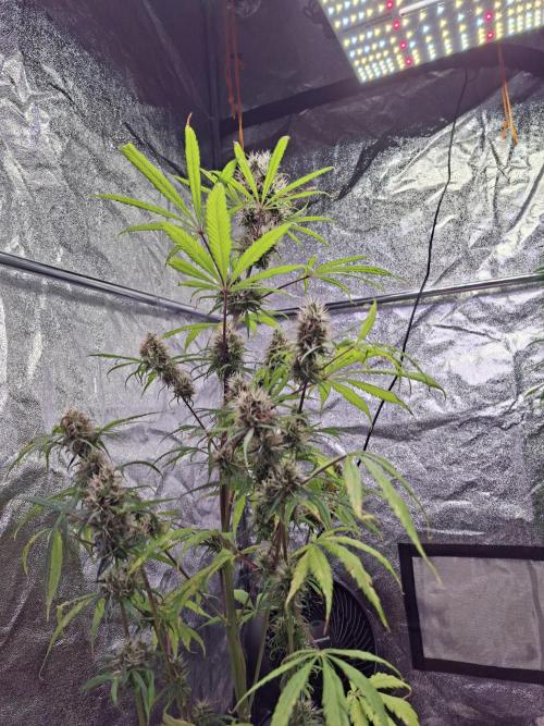 Nigerian Sativa #2 - Love of Landrace. Week 17