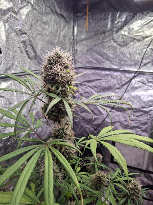 Nigerian Sativa #2 - Love of Landrace. Week 17