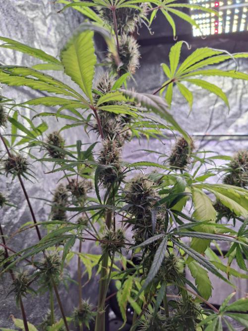 Nigerian Sativa #2 - Love of Landrace. Week 17
