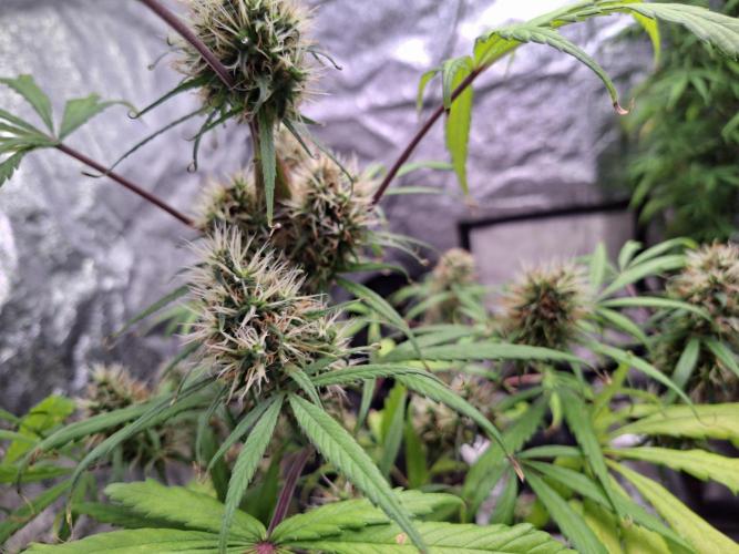 Nigerian Sativa #2 - Love of Landrace. Week 17