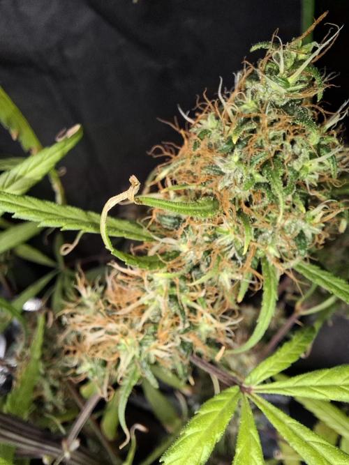 Nigerian Sativa #2 - Love of Landrace. Week 18