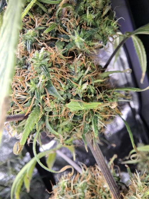 Nigerian Sativa #2 - Love of Landrace. Week 18
