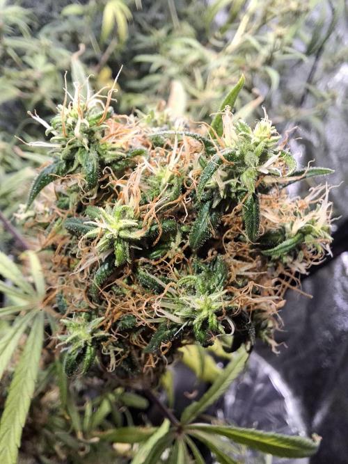 Nigerian Sativa #2 - Love of Landrace. Week 18