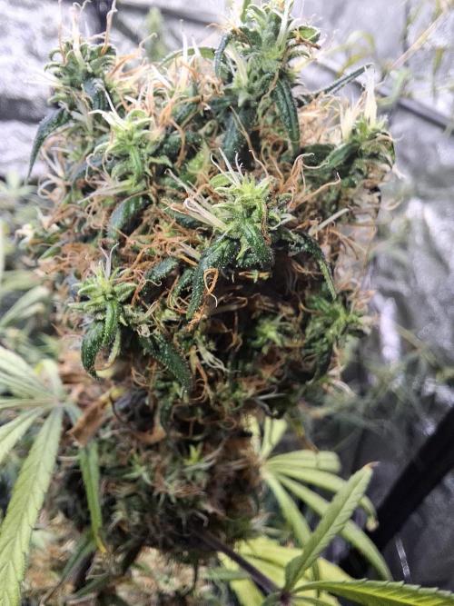 Nigerian Sativa #2 - Love of Landrace. Week 18