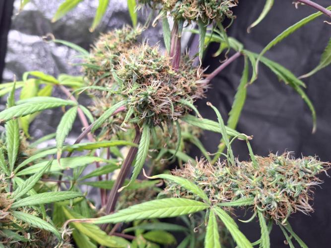 Nigerian Sativa #2 - Love of Landrace. Week 18