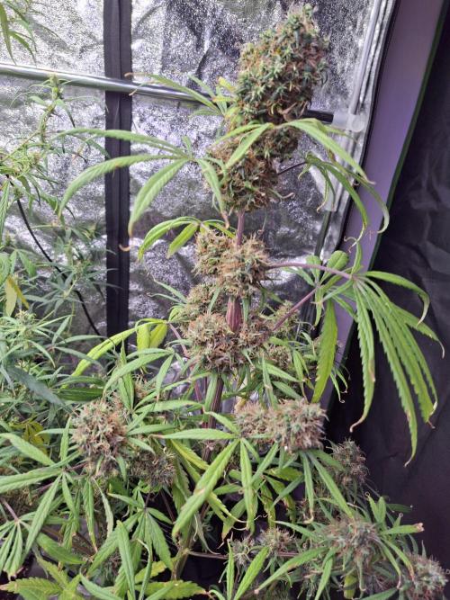 Nigerian Sativa #2 - Love of Landrace. Week 18