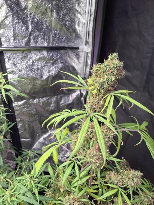 Nigerian Sativa #2 - Love of Landrace. Week 18
