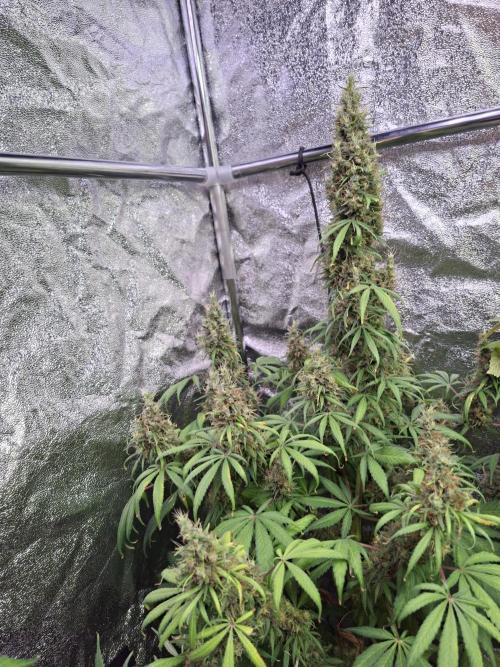 80s Durban Poison - Love of Landrace. Week 18