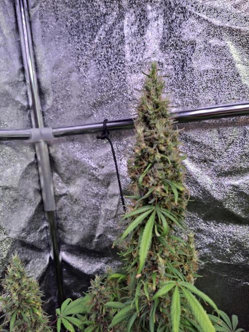 80s Durban Poison - Love of Landrace. Week 18