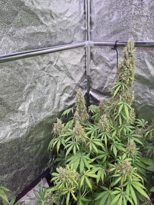 80s Durban Poison - Love of Landrace. Week 18