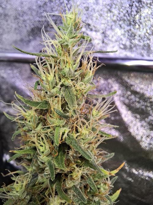80s Durban Poison - Love of Landrace. Week 18