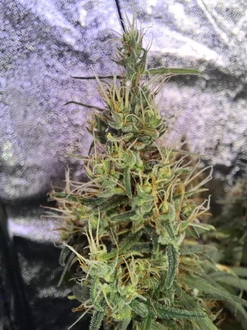 80s Durban Poison - Love of Landrace. Week 18