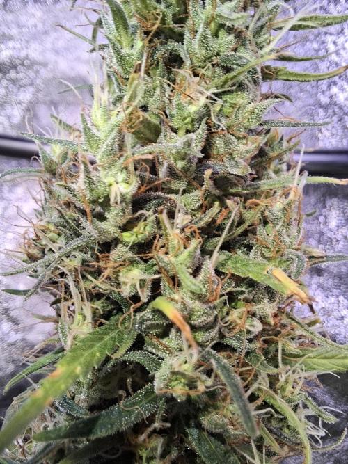 80s Durban Poison - Love of Landrace. Week 18