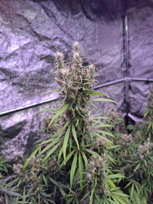 Ivory Coast Landrace - Love of Landrace. Week 16