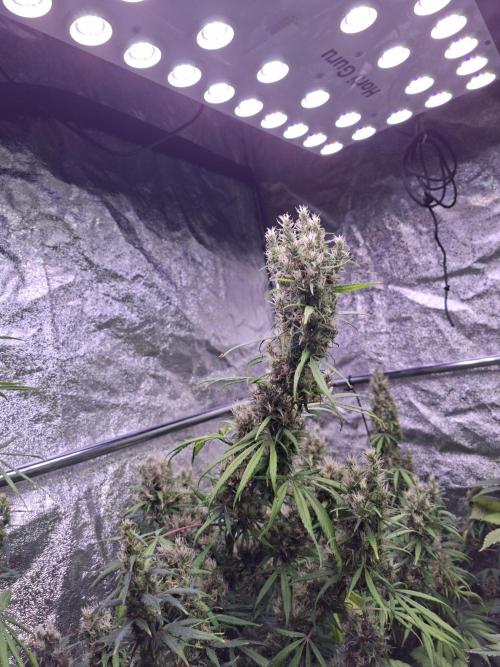 Ivory Coast Landrace - Love of Landrace. Week 16