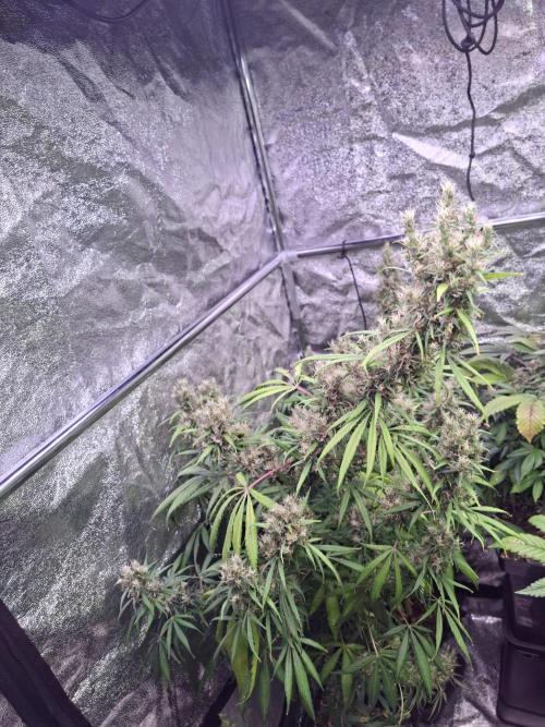Ivory Coast Landrace - Love of Landrace. Week 16