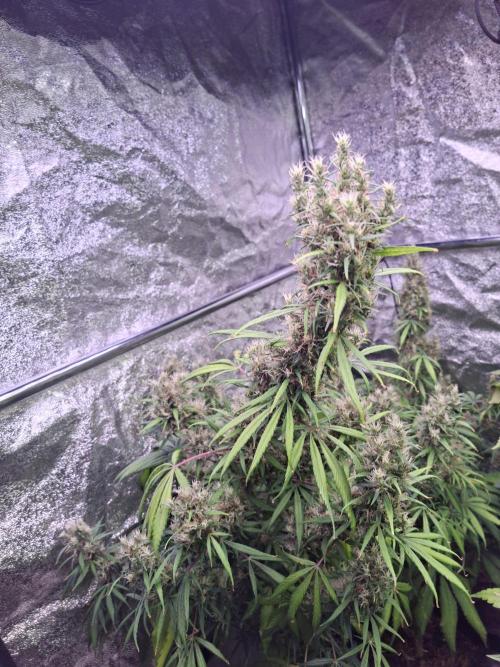 Ivory Coast Landrace - Love of Landrace. Week 16