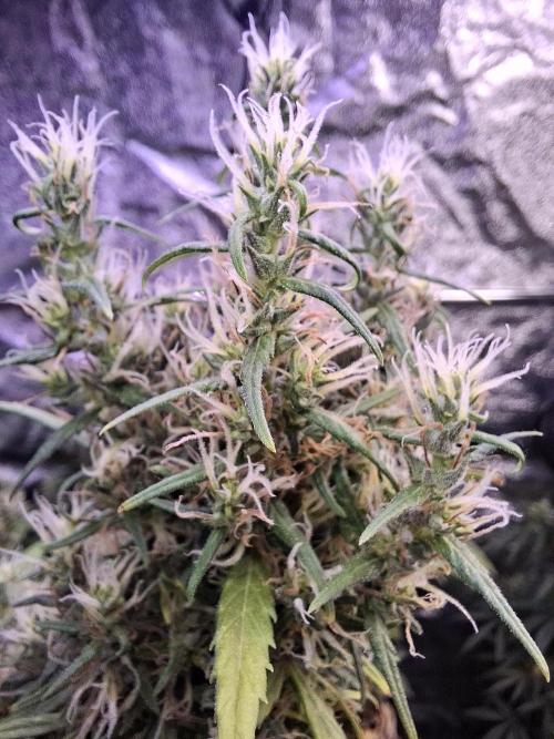 Ivory Coast Landrace - Love of Landrace. Week 16