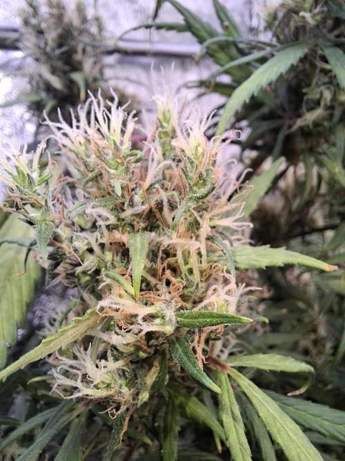 Ivory Coast Landrace - Love of Landrace. Week 16