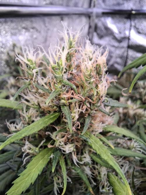 Ivory Coast Landrace - Love of Landrace. Week 16