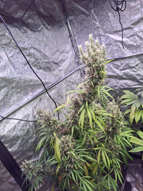 Ivory Coast Landrace - Love of Landrace. Week 17